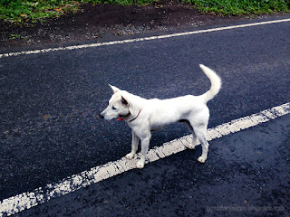 A White Local Village Dog In The Middle Of The Village Road At Tabanan, Bali, Indonesia