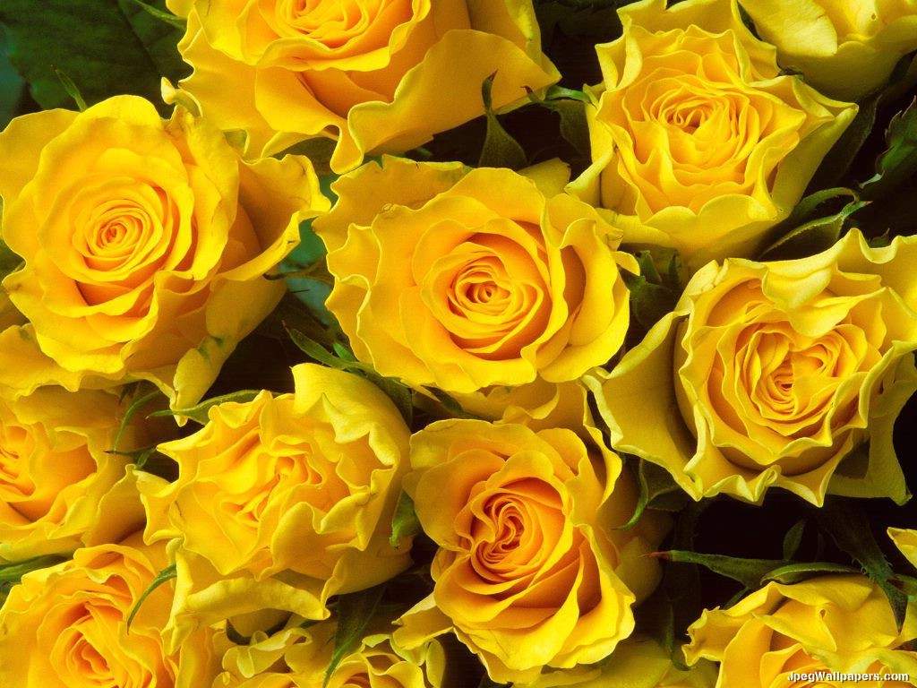 COLORS OF ROSES: YELLOW ROSES