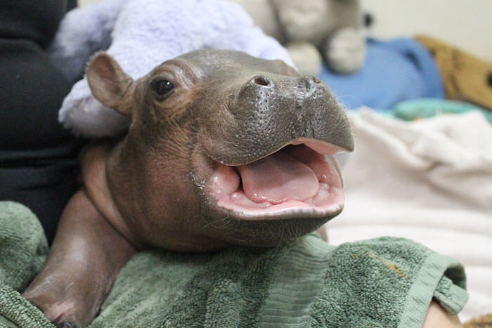 23 Adorable Baby Hippos That Will Make Your Day