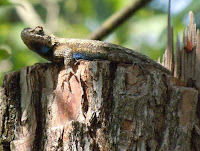 fence post lizard on sassafras post