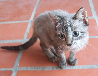 gato  epilepileptico, te antiestres para gatos