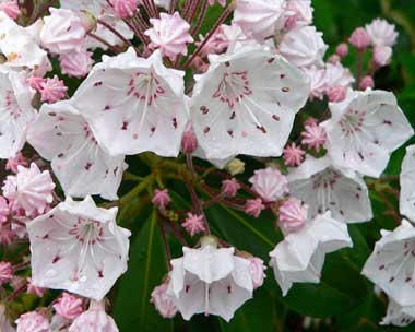 Breathtaking The Mountain Laurel