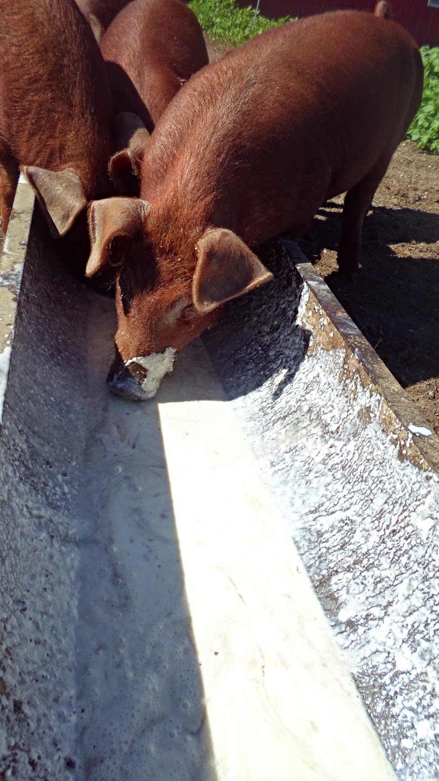 The Midlife Farmwife Raw Milk Monday...Milking our Pigs