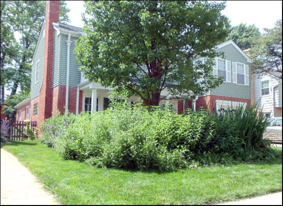 My Rain Garden Walk Good Gardens Make Good Neighbors Illinois