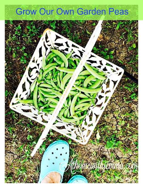 How To Cook Fresh Garden Peas - At Home with Jemma