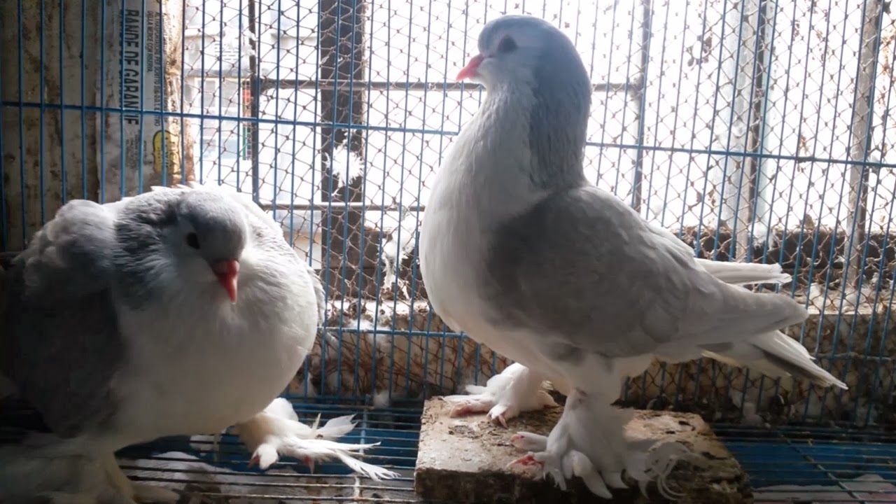 Lahore/Lavender Lahore/ Silver Sherazi Pigeon with Origin Description