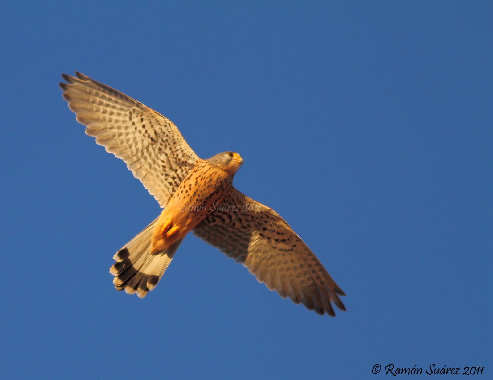 AVES Y ESTRELLAS: Cernícalo primilla (Falco naumanni)