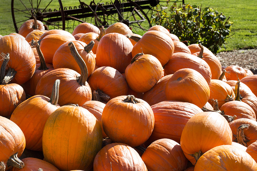 Photographing Oregon Pumpkin Patch