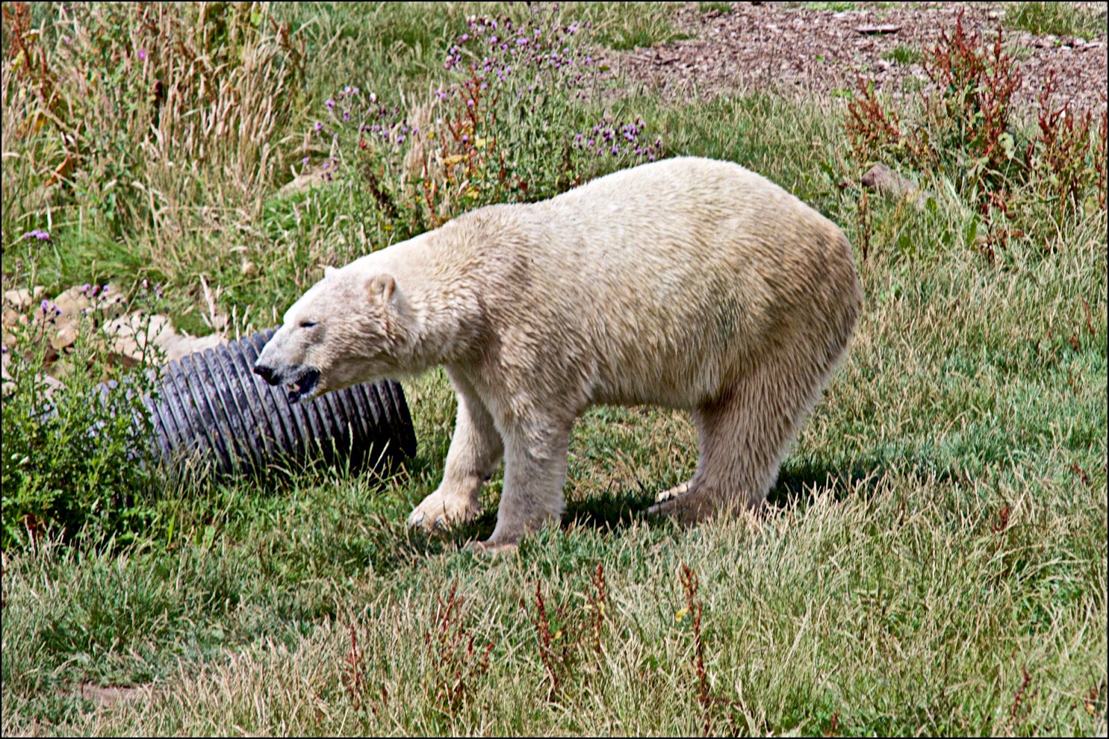Brian's Blog: Yorkshire Wildlife Park Doncaster July 2017 Part 3