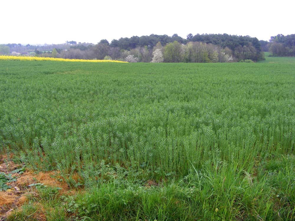 Days on the Claise Flax Cultivation in the Touraine