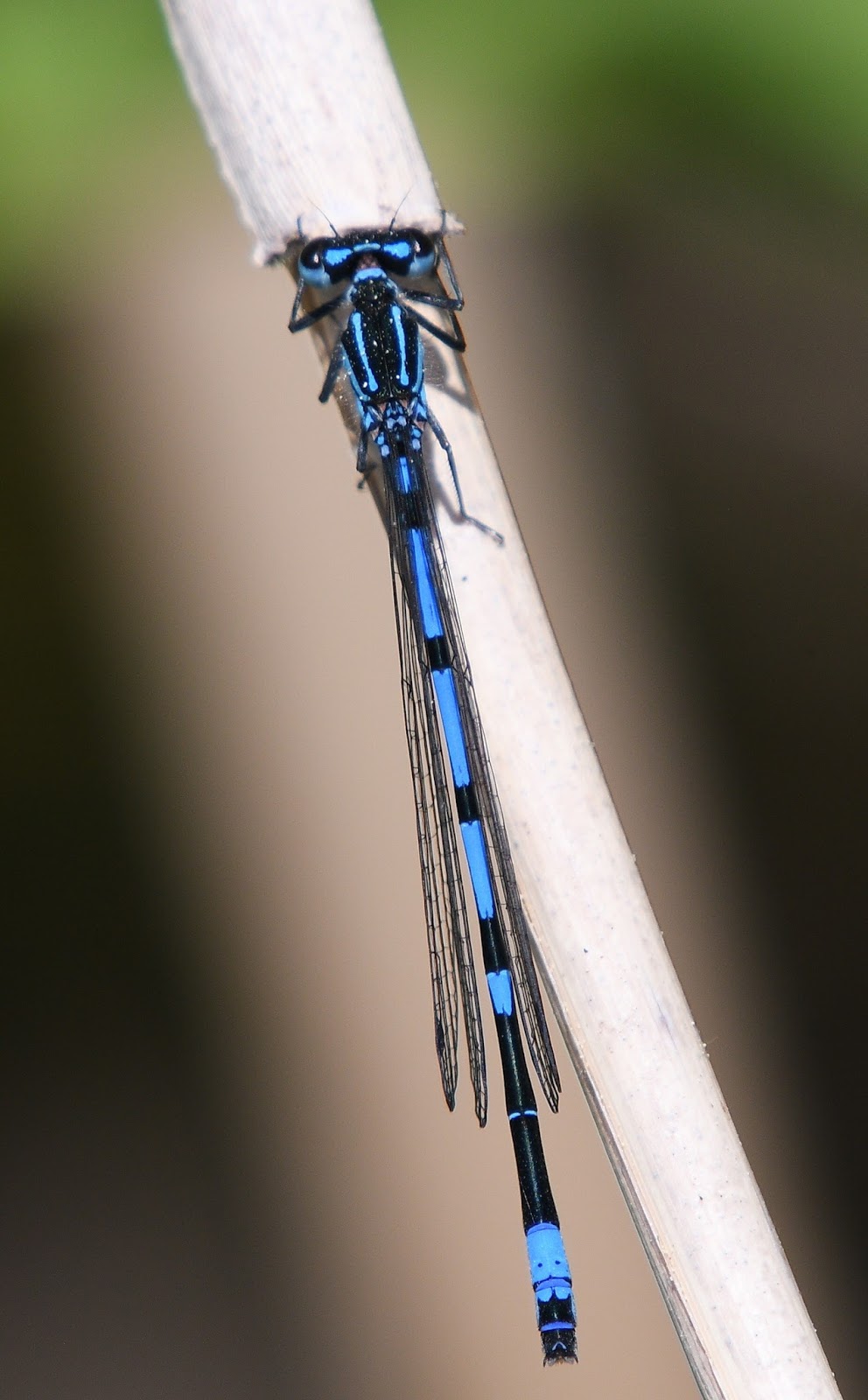 Picture of a dragonfly up close.