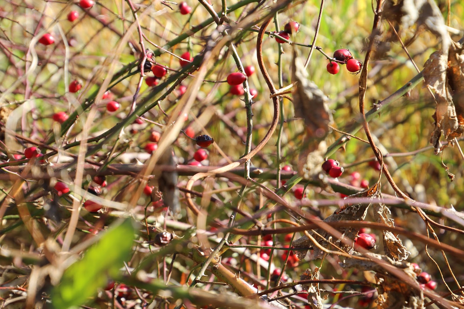  StadtLandLebenslust: Sonntagsspaziergang am Tegeler Fließ 