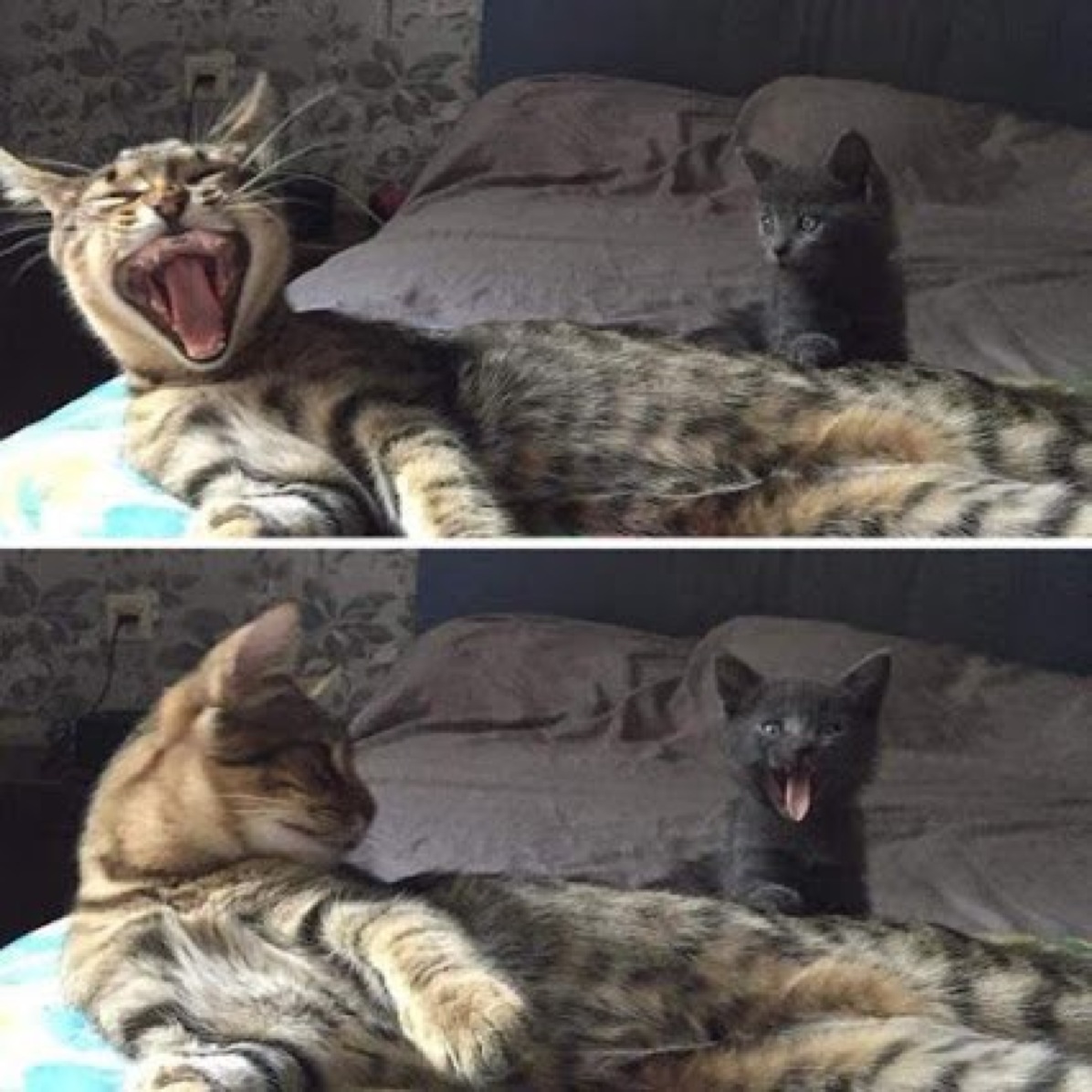 Женщина проснулась. Мужик просыпается утром. Зеваю каждую минуту. Усталость бессонница. Зевающий человек фото.