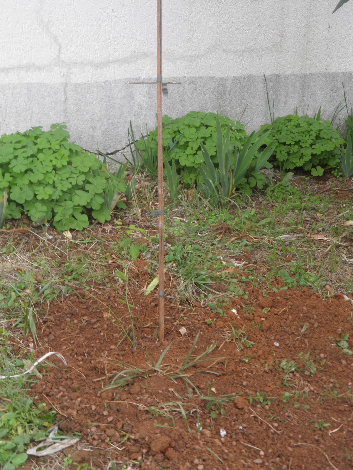 Mon Jardin Quercynois Novembre 2018