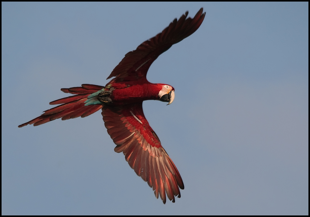 Info animales EL VUELO DE LAS AVES