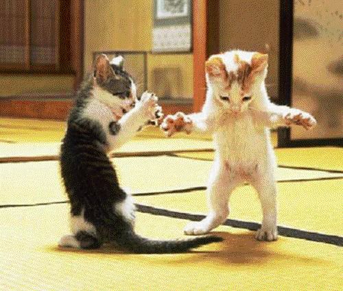 Dancing%2BCats.gif