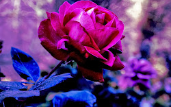 purple rose desktop flower wallpapers wallpapersafari wallpaperjpg