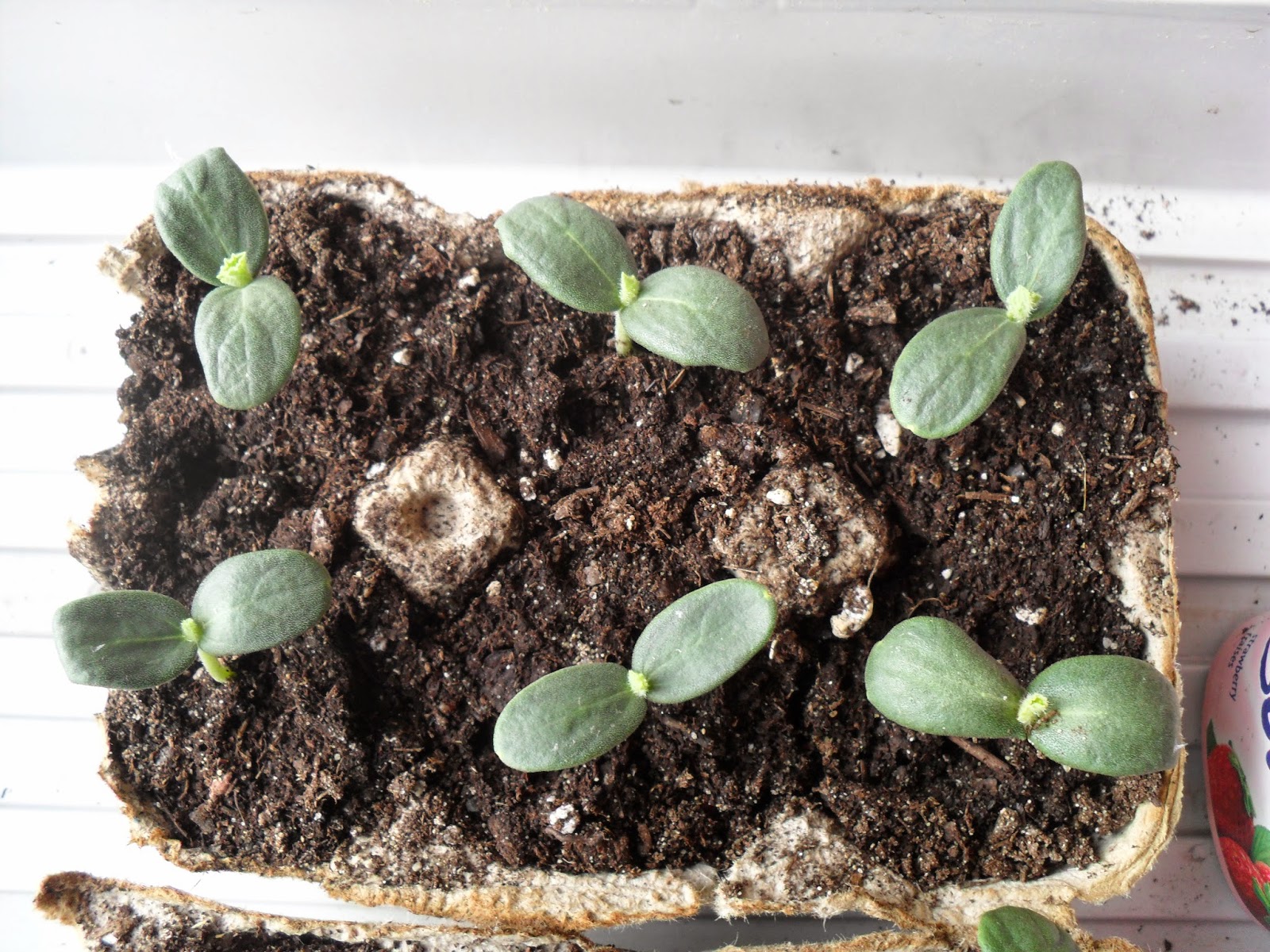 How to Plant Cantaloupe Seeds Right