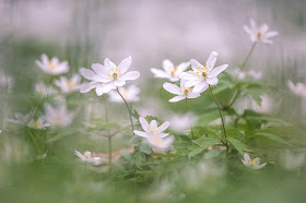 florecillas-silvestres-blancas