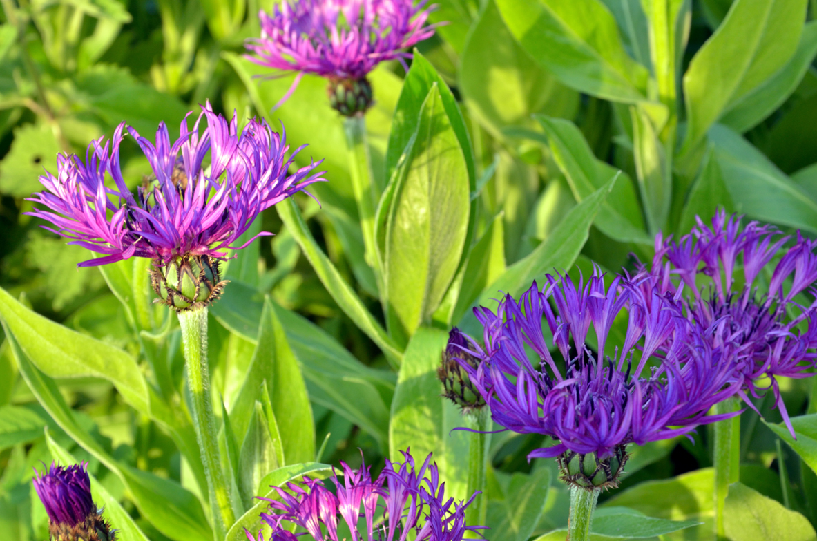 North Fife Cornflower North Fife
