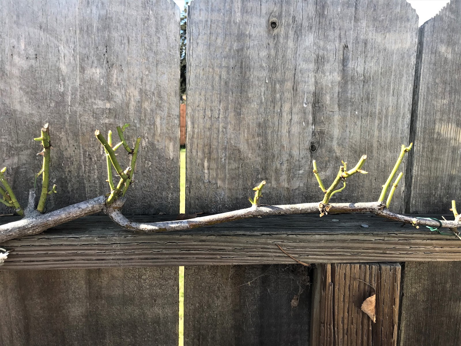 Joe Truskot Pruning Climbing Roses