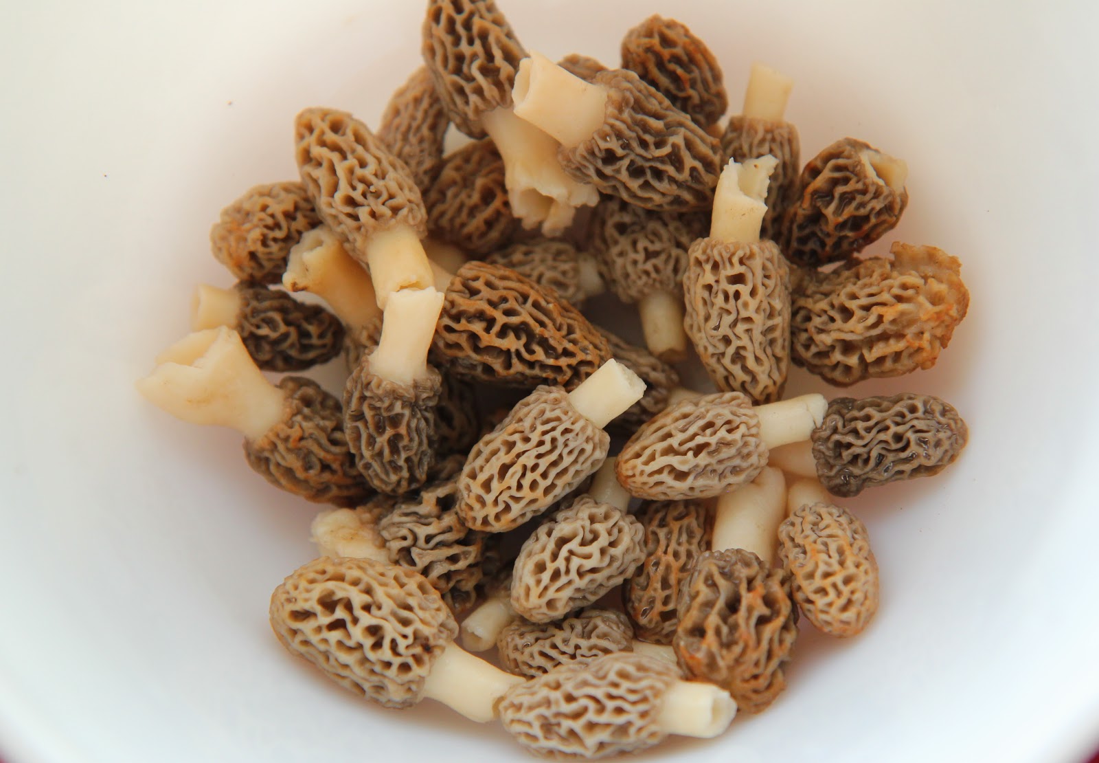 Morel mushrooms are a treat to find growing in the wild. See the proper way to identify morels, clean them for eating, and fry them for a delicious dinner!