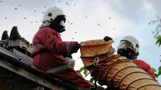 Lebih Bahaya Dari Ular, Tawon Ini Sebabkan 7 Orang Meninggal di Klaten