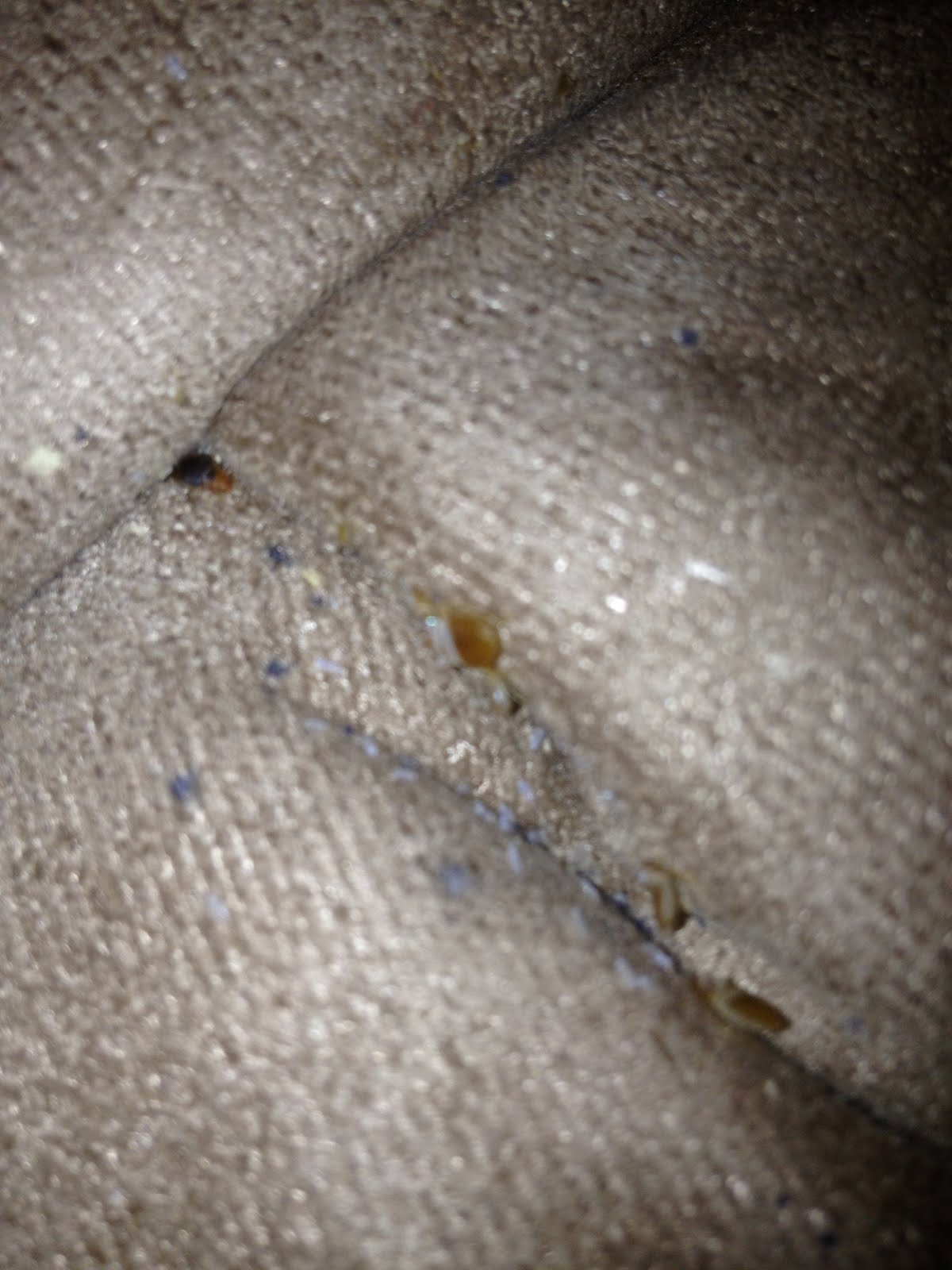 Bed Bugs Atlanta Exterminator Clark Pest Remedy Home