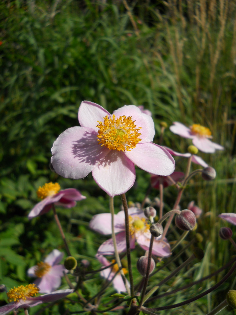 Anemone Times Anemone Times 