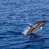 Contoh Report Text about Dolphin dan Arti Terjemahannya