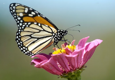 Beautiful Monarch butterly is on a Pink flower