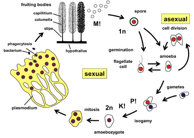 Myxomycetes life cycle