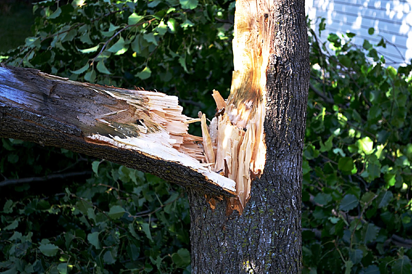 Home Tree Snapping Hip Suburban White Guy: I Love Living Here!