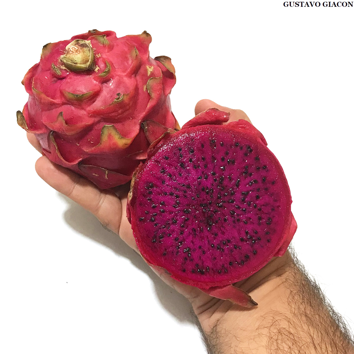 Viveiro Ciprest Plantas Nativas e Exóticas Pitaya Vermelha de Polpa Vermelha ( Hylocereus Viveiro Ciprest Plantas Nativas e Exóticas Pitaya Vermelha de Polpa Vermelha ( Hylocereus