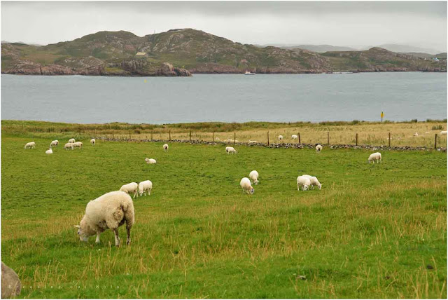 Grazing sheep Iona Scotland