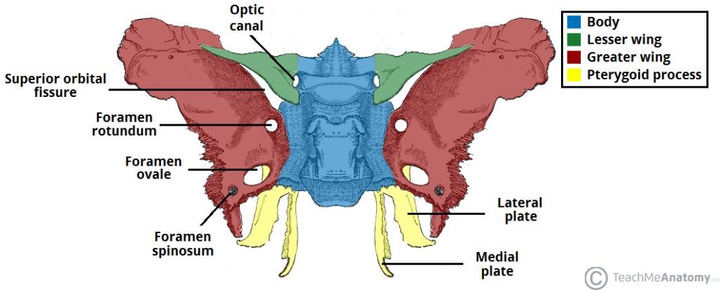 MT Endangerment Sites: 37. Squamous Portion of the Temporal Bone and