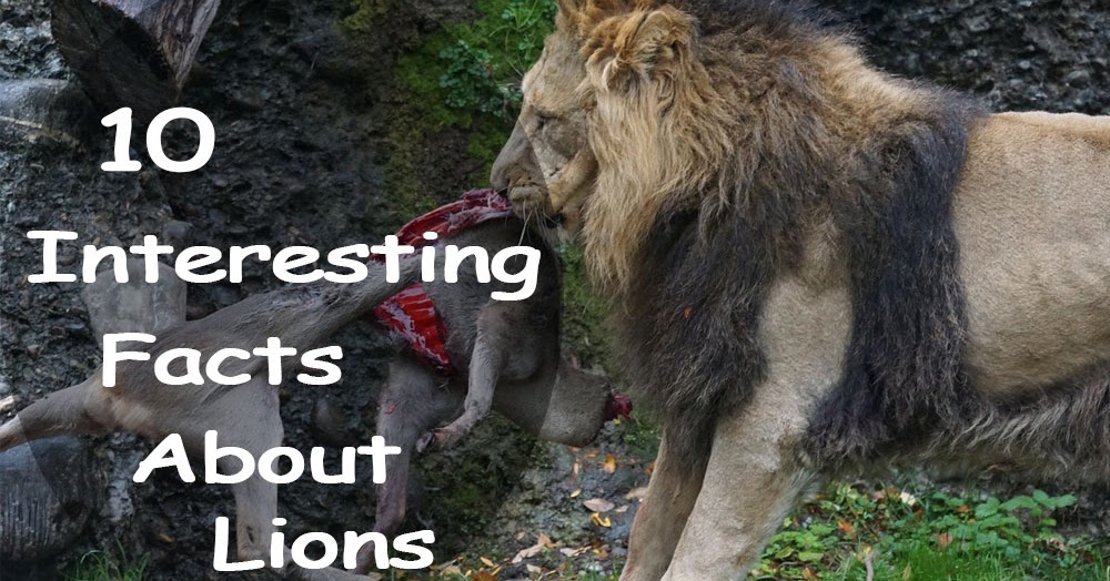 10 Interesting Facts About Lions Top10ence