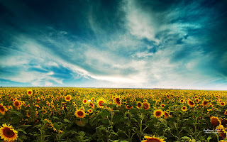 sunflowers_landscape-wide