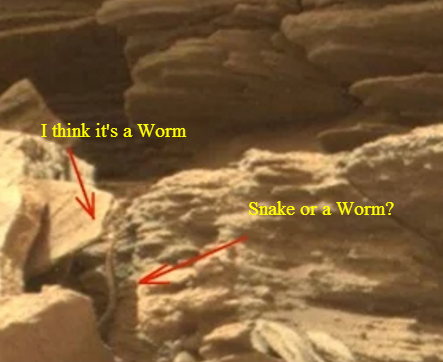 Worm or snake on mars surface