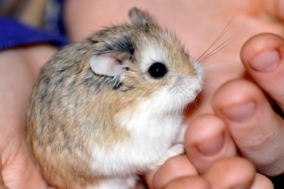 Хомяки породы роборовского. Сирийский хомяк хома. Какие обычные х. Хомяк роборовского. Сирийский карбыш.