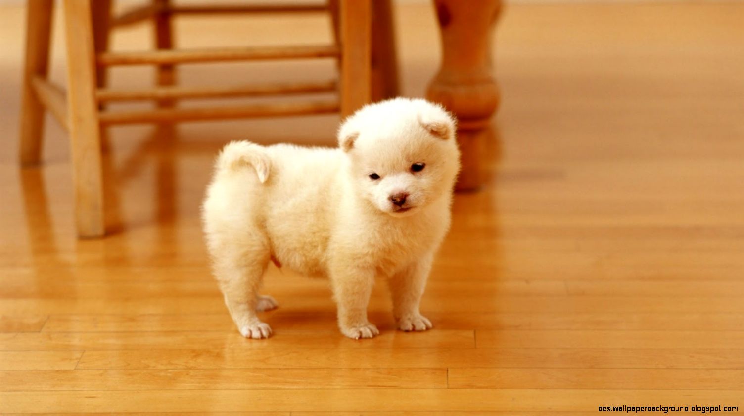 Japanese Akita Puppies Wallpaper   The Wallpaper Screen