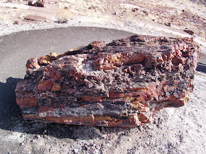 Minerals in a log