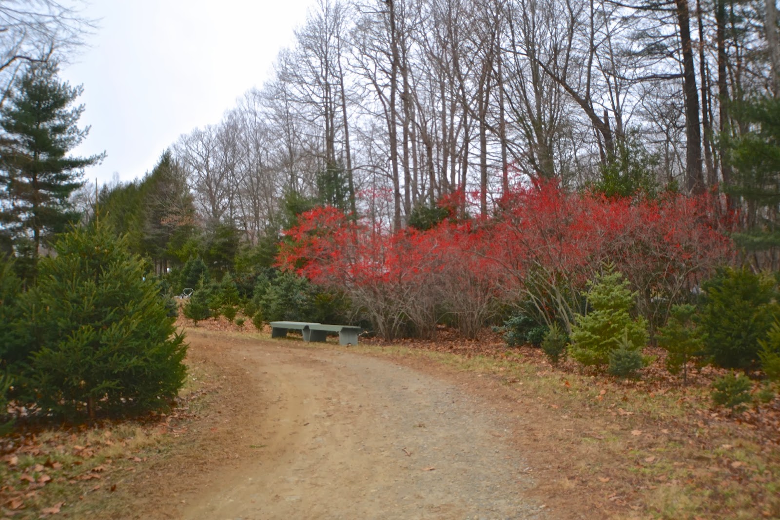 Focus On Killingworth, CT and Surrounding Towns Christmas At