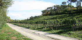 vineyards of Villa Le Piazzole