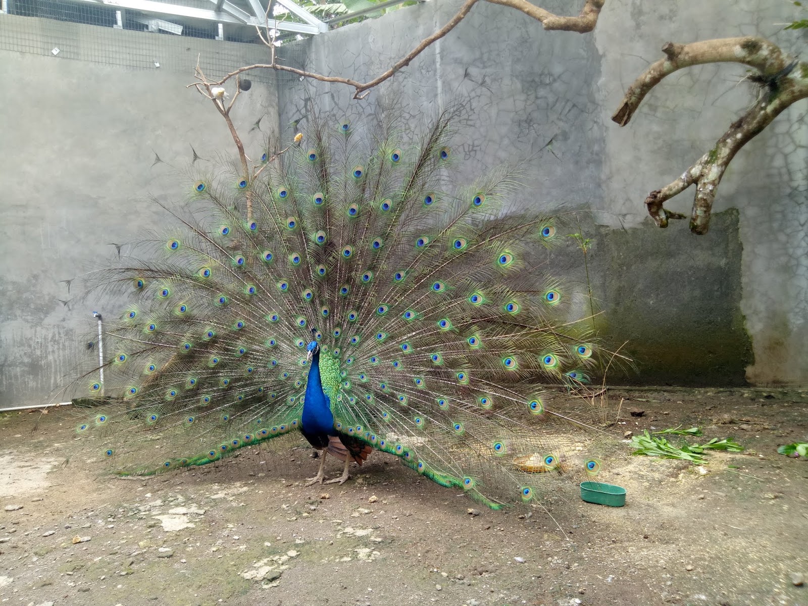 Ayam Onagadori Archives Jual Ayam Hias
