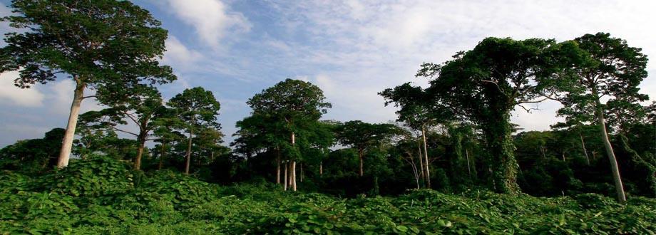  Hutan  Tropis Sumatera Teracam Punah Alam Mentari