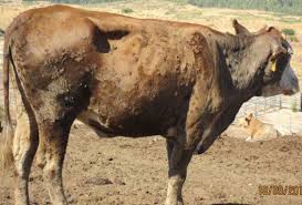 Αίρονται εν μέρει τα μέτρα λόγω των κρουσμάτων της Οζώδους Δερματίτιδας σε βοειδή 1