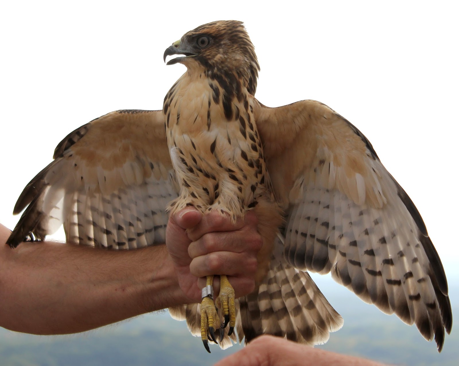 Soddy Mountain Hawk Watch Beautiful Broadwings, Free for Flight