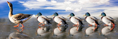 https://pixabay.com/en/animals-ducks-water-bird-run-2000585/