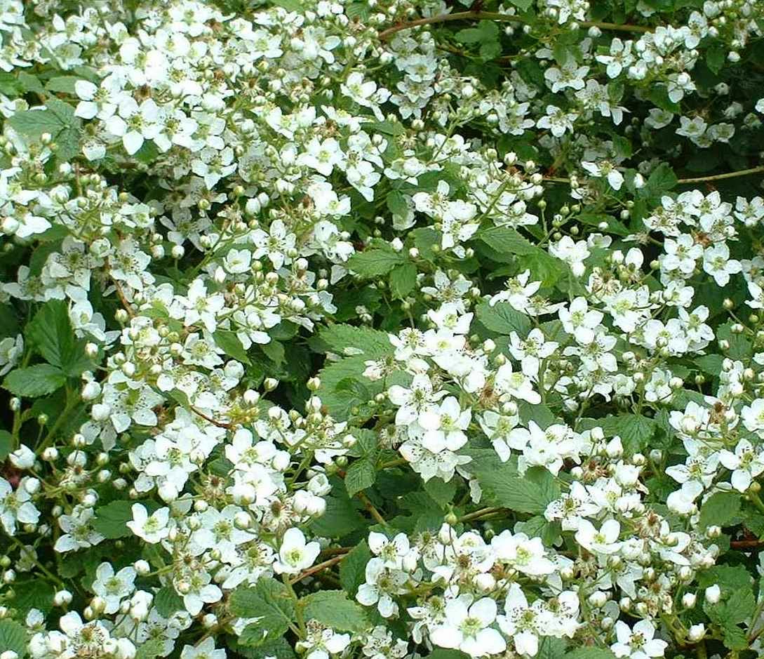 Yacavone in Blackberry Winter